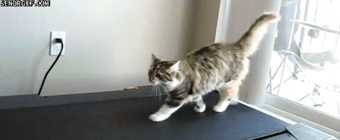 Funny Gif Selection with Animals
