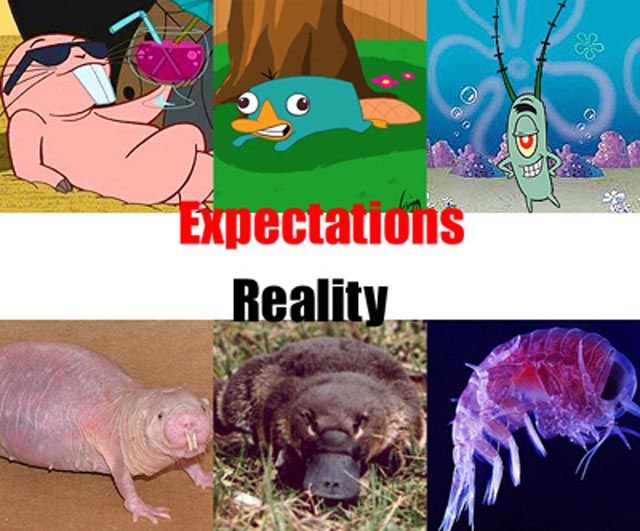 Expectations vs Reality. Part 2