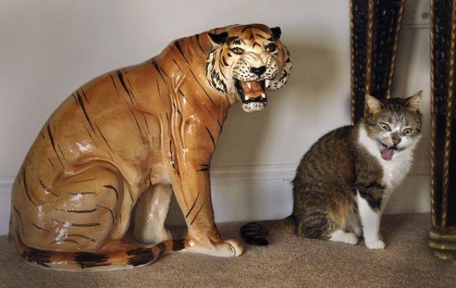 funny pictures