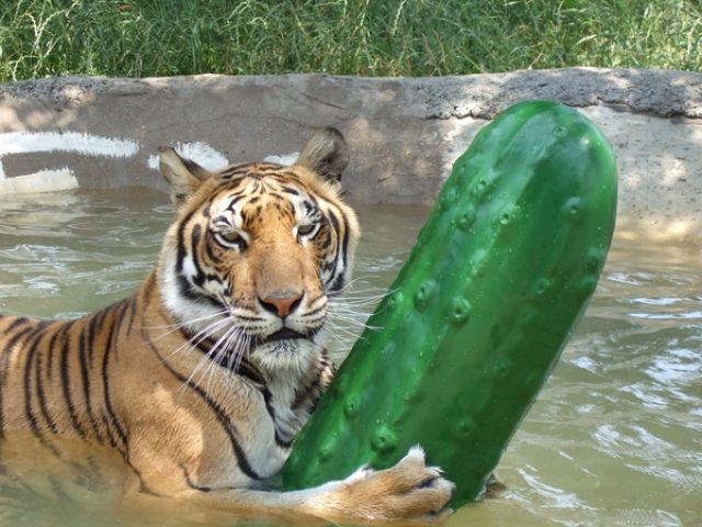 Daily picdump