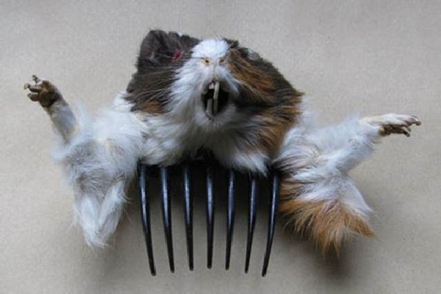 Daily picdump [WEEKEND EDITION]