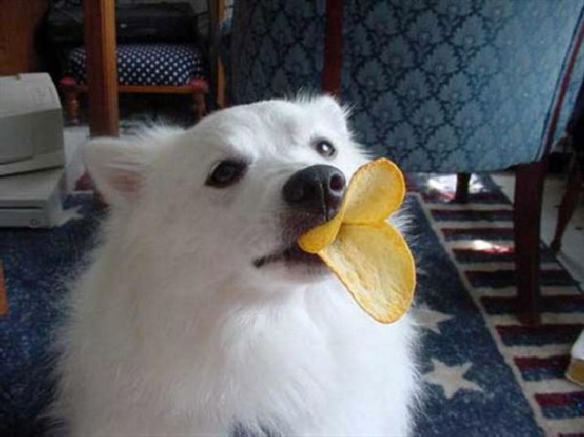 funny pictures