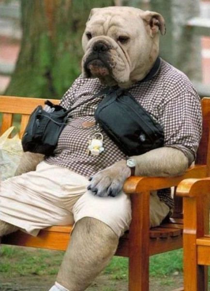 funny pictures