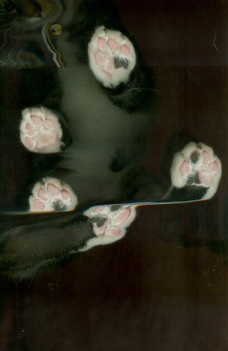 Scanned Cats