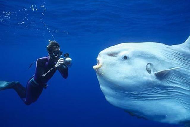 Ocean Critters That Will Scare You More than Sharks