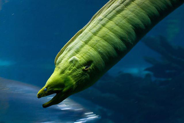 Ocean Critters That Will Scare You More than Sharks