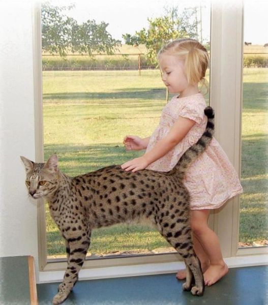 the huge domesticated savannah cat 640 05