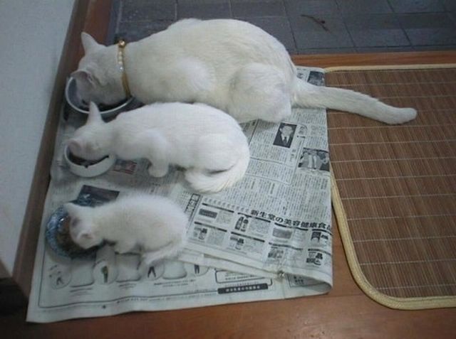 Morning Picdump