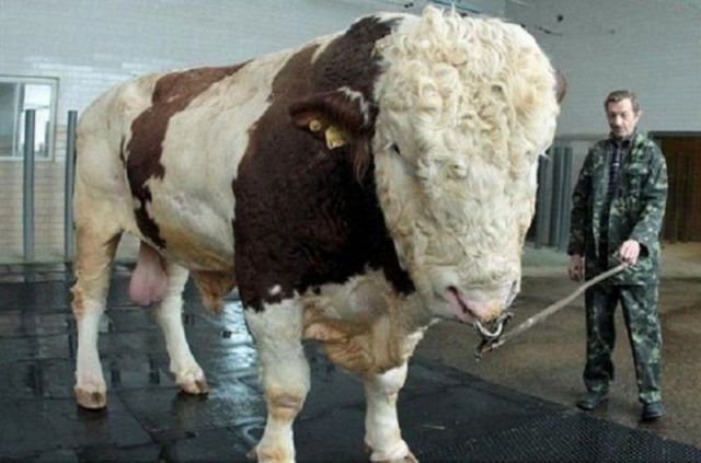 Morning Picdump