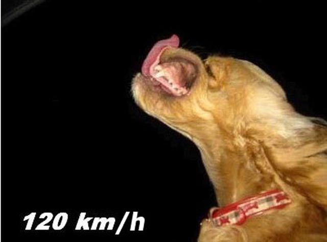 Doggy Likes High Speed