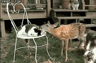 funny Animated Gifs 20