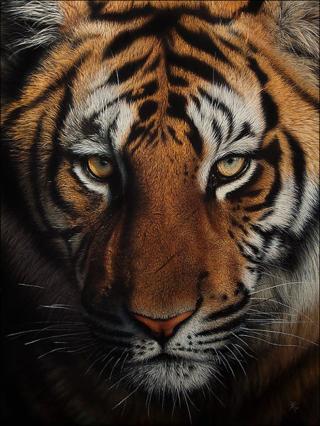 Stunning Life Like Animal Drawings (15 pics) - Izismile.com