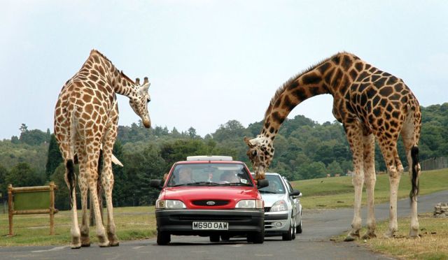 Morning Picdump