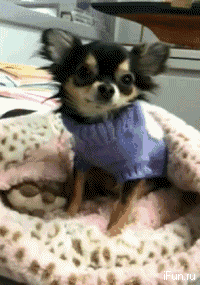 Funny Gif Animations with Animals (21 gifs) - Picture #21 - Izismile.com