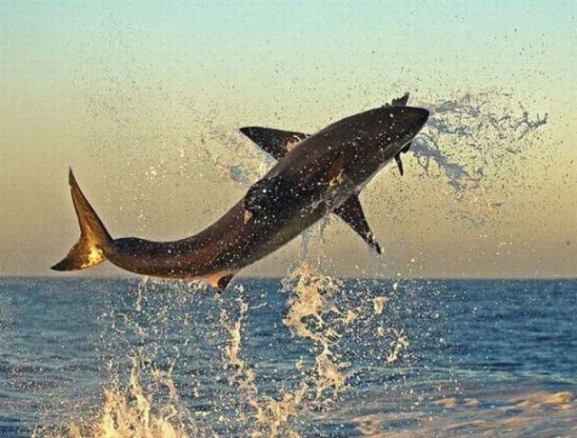 Great White Shark on a Hunt