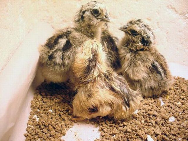 The Birth of a Chicken
