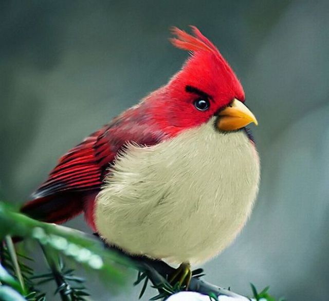 Unyu Nya Angry Bird Ini .. Tebak Ini Lukisan Atau Nyata Gan ? [ www.BlogApaAja.com ]