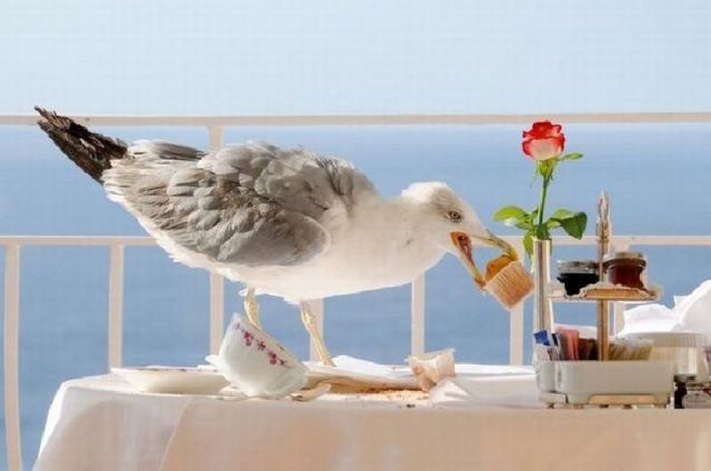 Morning Picdump