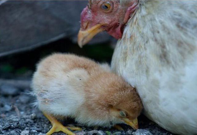 Apa Yang Terjadi Dengan Anak Ayam Yang Sedang Ketakuatan Ini ??? [ www.BlogApaAja.com ]