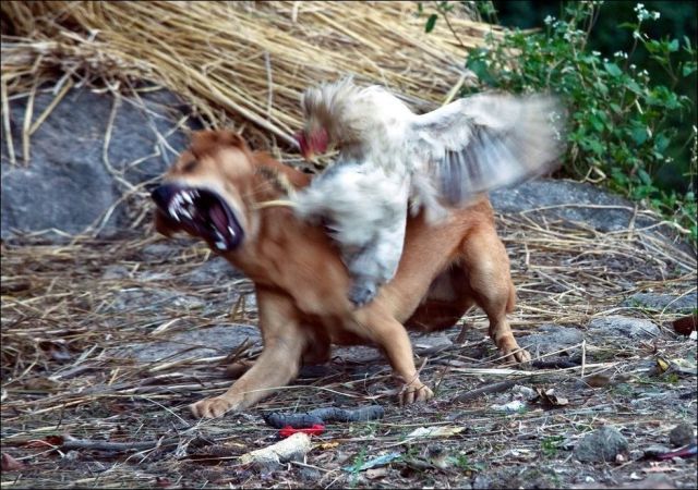 Induk Ayam Mengalahkan Anjing Dengan Jurus Karate... [ www.BlogApaAja.com ]