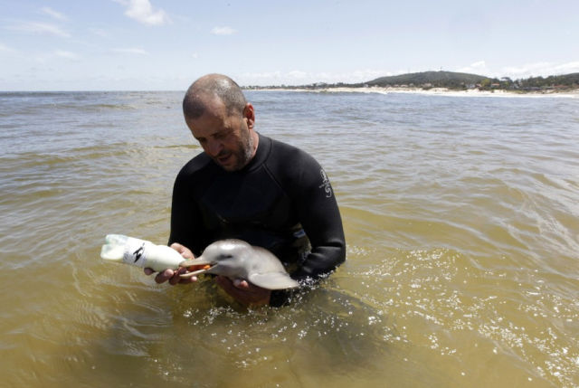 Endless Cuteness: A Man Nursing a Little Dolphin