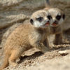 http://img.izismile.com/img/img4/20111022/100/the_most_adorable_baby_meerkat_photos_ever_put_online_100_01.jpg
