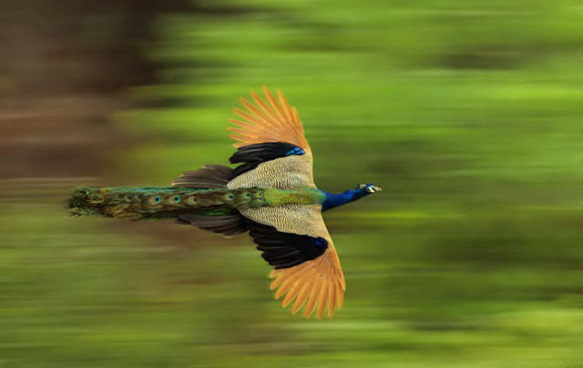 Peacocks Flying