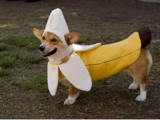 the_only_cute_corgi_halloween_costume_post_640_10.jpg