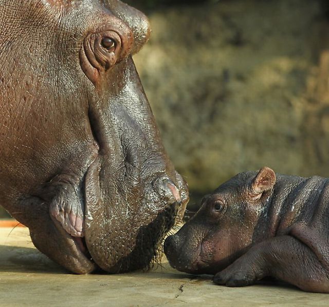 Cute Baby Hippo
