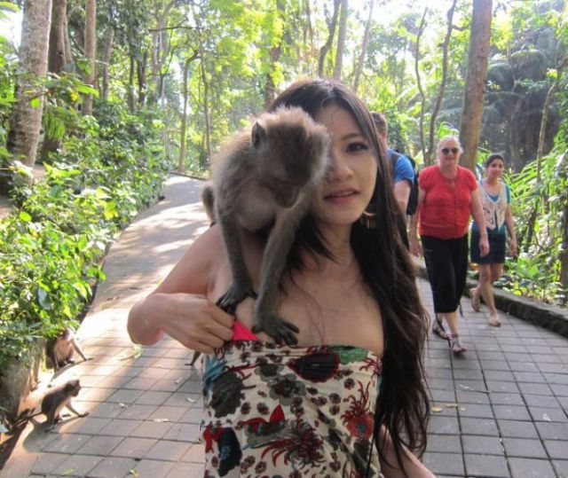 Monkeys Flirting with a Girl