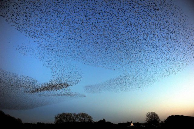 Starlings Dancing in the Skies of Scotland