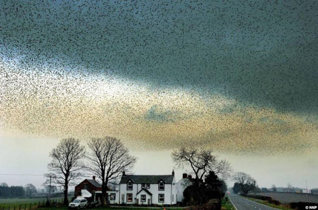 Starlings Dancing in the Skies of Scotland