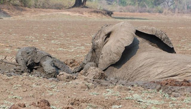 The Dramatic Rescue of Elephants from a Muddy Grave