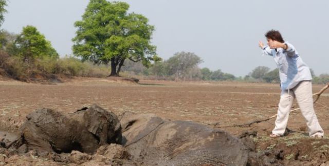 The Dramatic Rescue of Elephants from a Muddy Grave