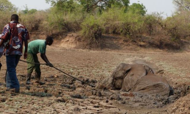 The Dramatic Rescue of Elephants from a Muddy Grave