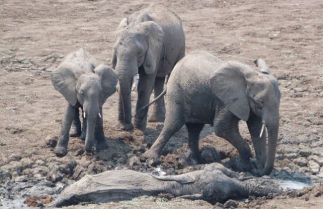 The Dramatic Rescue of Elephants from a Muddy Grave