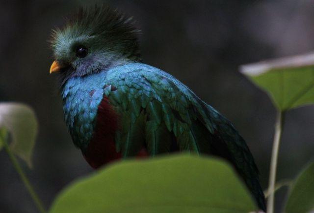 [imagetag] Beautiful Birds of the World