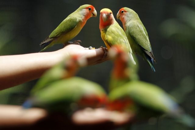 Beautiful Birds of the World