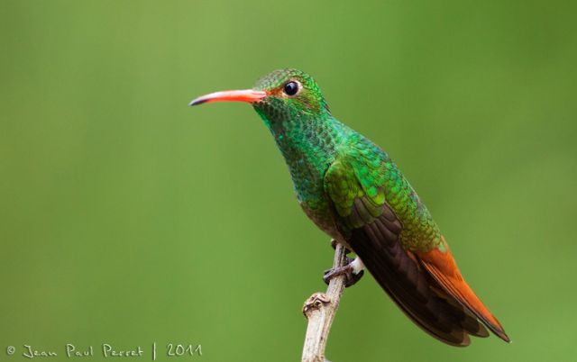 [imagetag] Beautiful Birds of the World