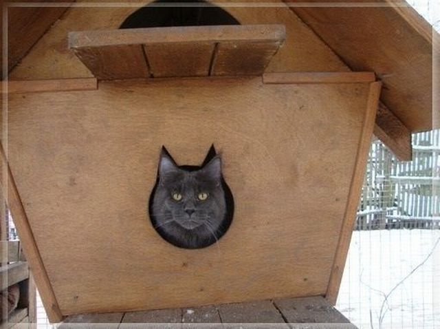 Daily Picdump