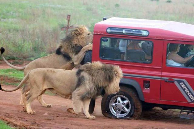 Only in Africa! Part 2