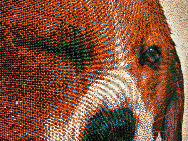 Incredible Beagle�s Image