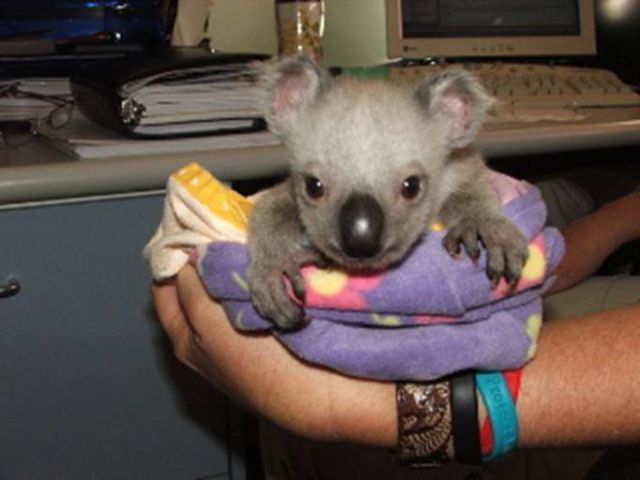 The Amazing Story of Little Koala Bear Twins