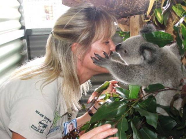 The Amazing Story of Little Koala Bear Twins