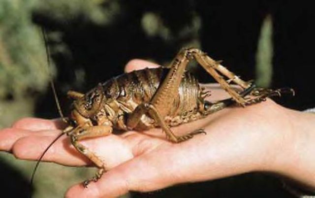 New Zealand’s Monster Bugs