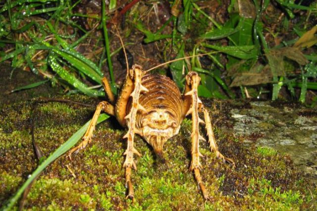 New Zealand's Monster Bugs