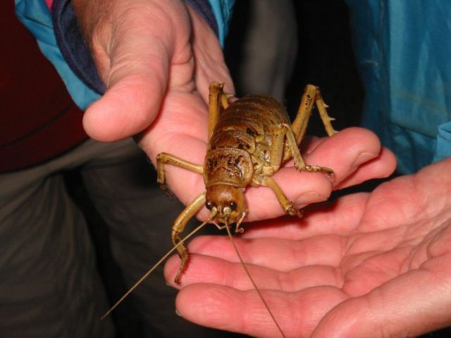 New Zealand's Monster Bugs