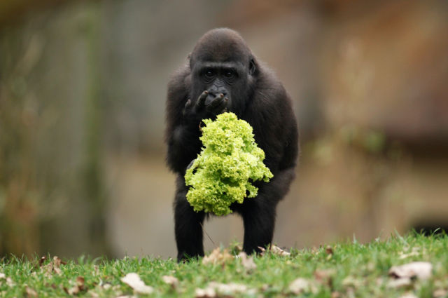 The Most Compelling Animal Photos of 2011