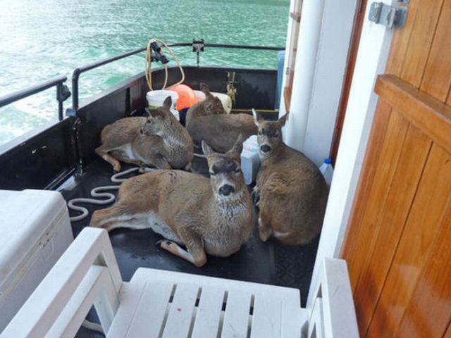 Adorable Deer Rescued from Icy Waters