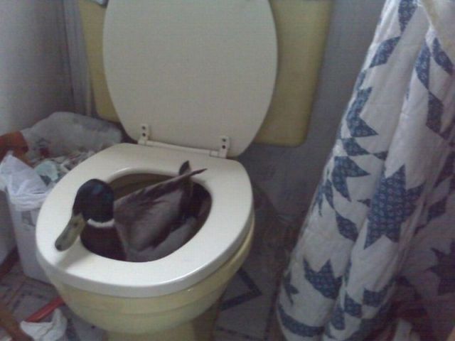 Morning Picdump